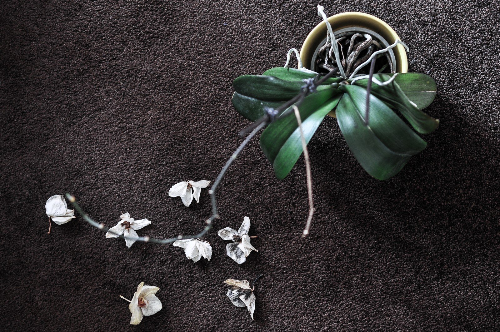wrongful death wilted flowers