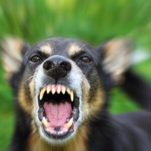 Can a Florida Personal Injury Lawyer Help if You’re Attacked by a Dog in Boca Raton?