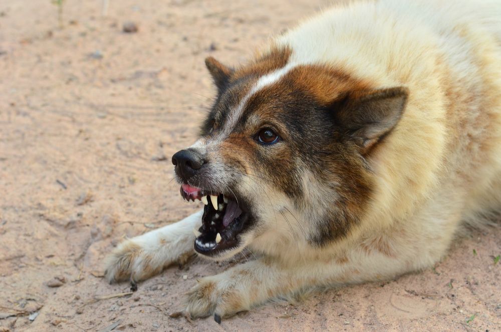Home Page 16 p a dog bite
